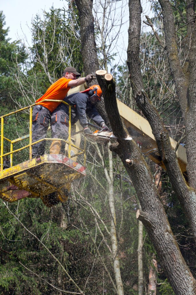 Baumpflege Baumkontrolle Siegburg