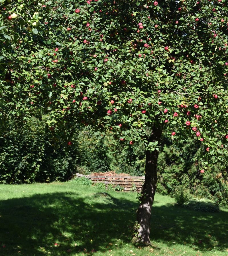 Apfelbaum schneiden Obstbaumschnitt Baumpflege Siegburg